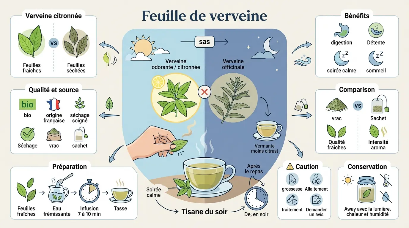 Infographie éducative sur la feuille de verveine, illustrant un rituel de tisane apaisant avec des comparaisons botaniques.
