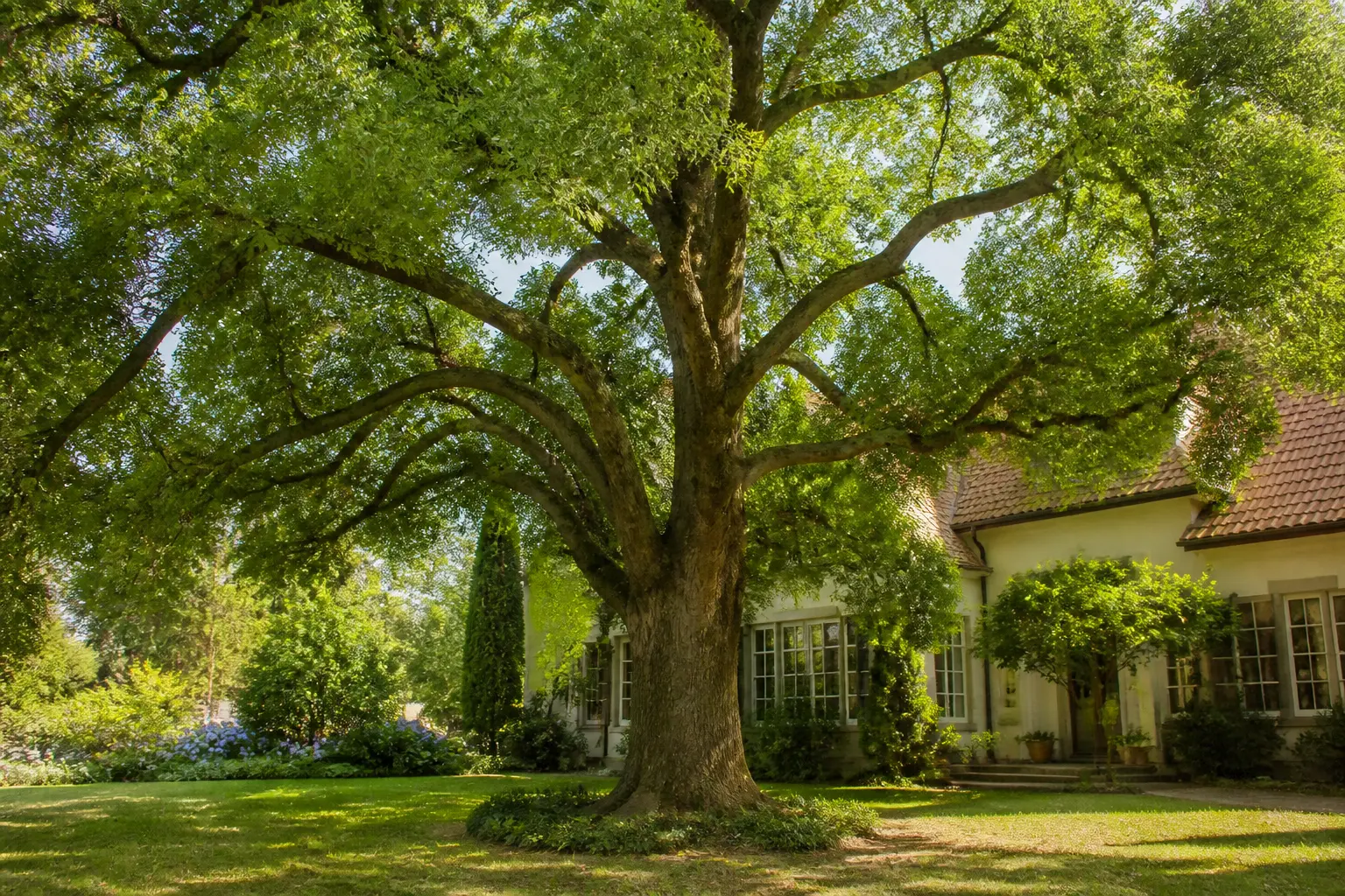 Camphrier mature au large houppier dans un jardin spacieux, feuillage lustré et tronc robuste près d’une maison