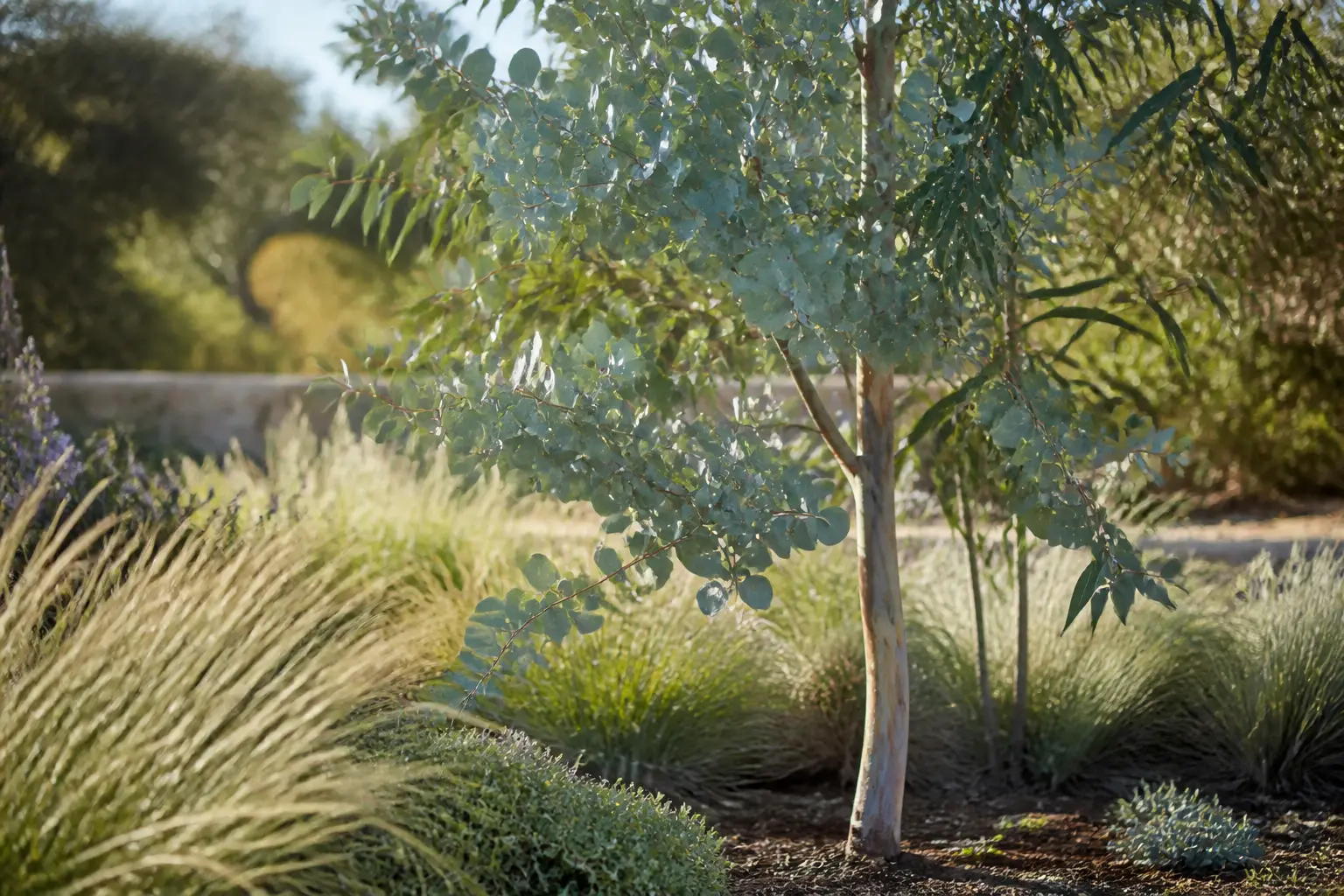 Eucalyptus gunnii en jardin élégant, feuillage bleu-gris, tronc lisse, lumière douce et sol bien drainé