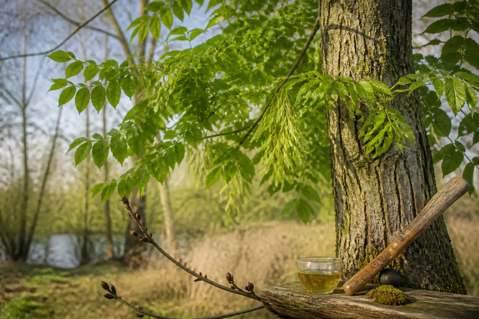 Frêne en forêt tempérée, feuilles composées, bourgeons noirs, samares, outils en bois et infusion, style naturel.