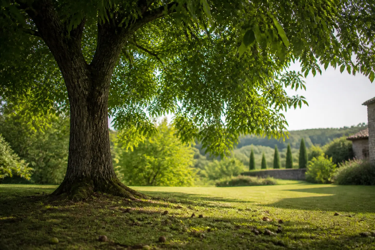 Noyer mature dans un jardin français, large feuillage, noix tombées au sol, lumière douce et espace pour texte
