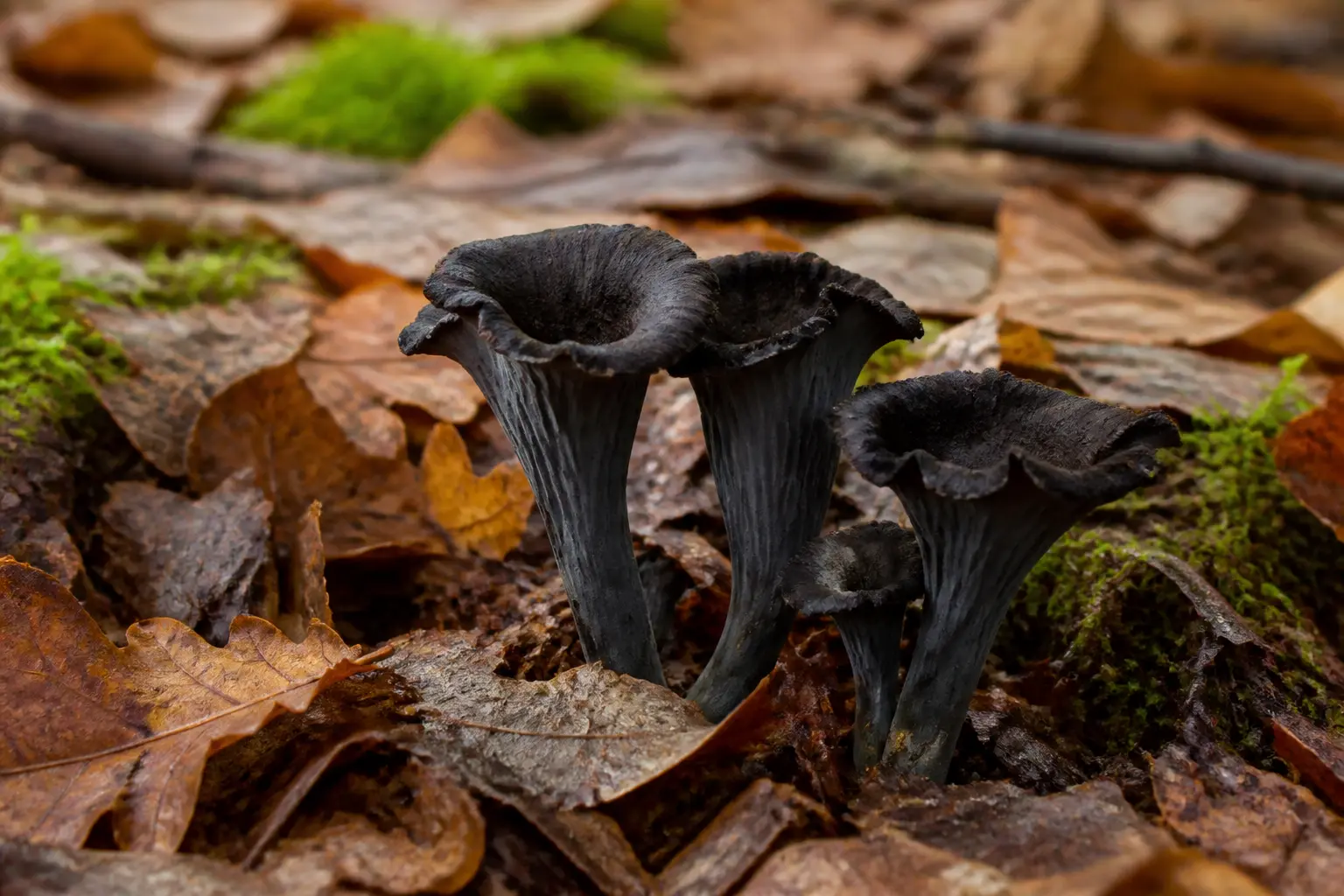 Trompette de la mort en forêt, champignons noirs Craterellus cornucopioides sur feuilles mortes et mousse, style culinaire naturel