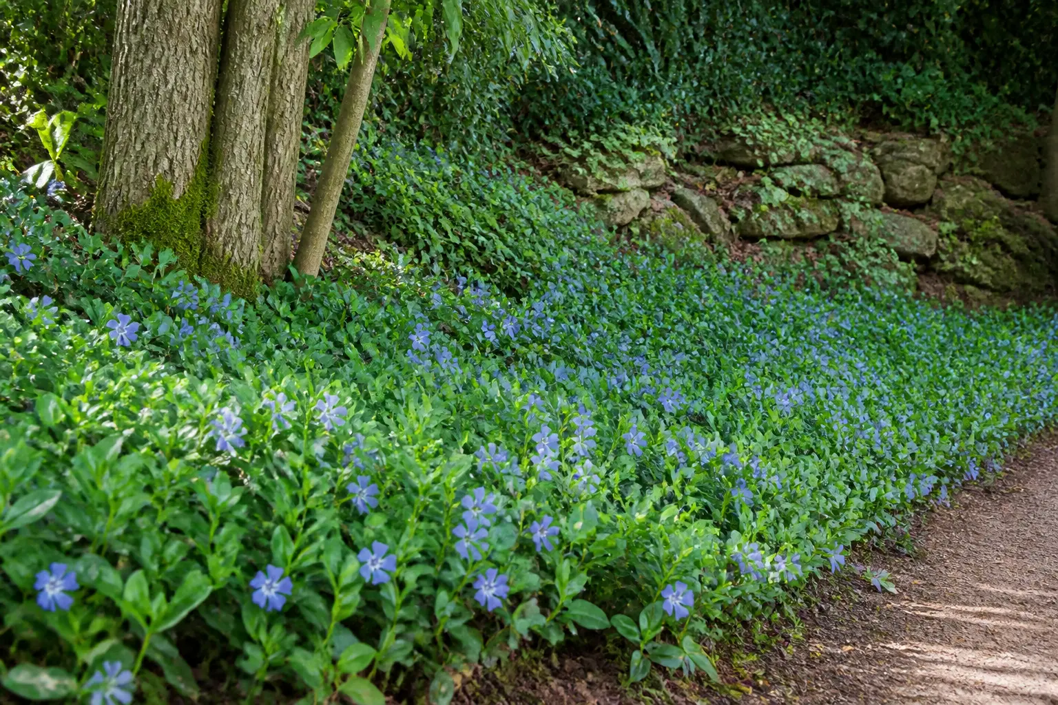 Pervenche couvre-sol dense sous des arbres, fleurs bleu-violet et feuillage persistant dans un jardin ombragé naturel