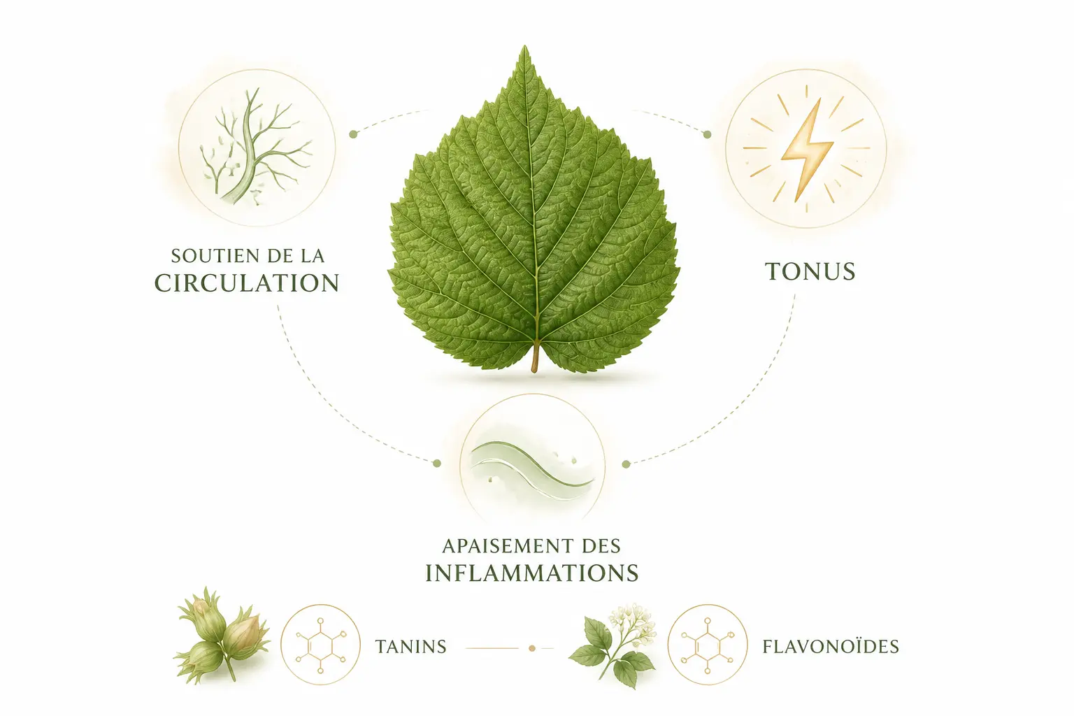 Feuille de noisetier illustrée avec circulation, tonus et apaisement de l’inflammation.