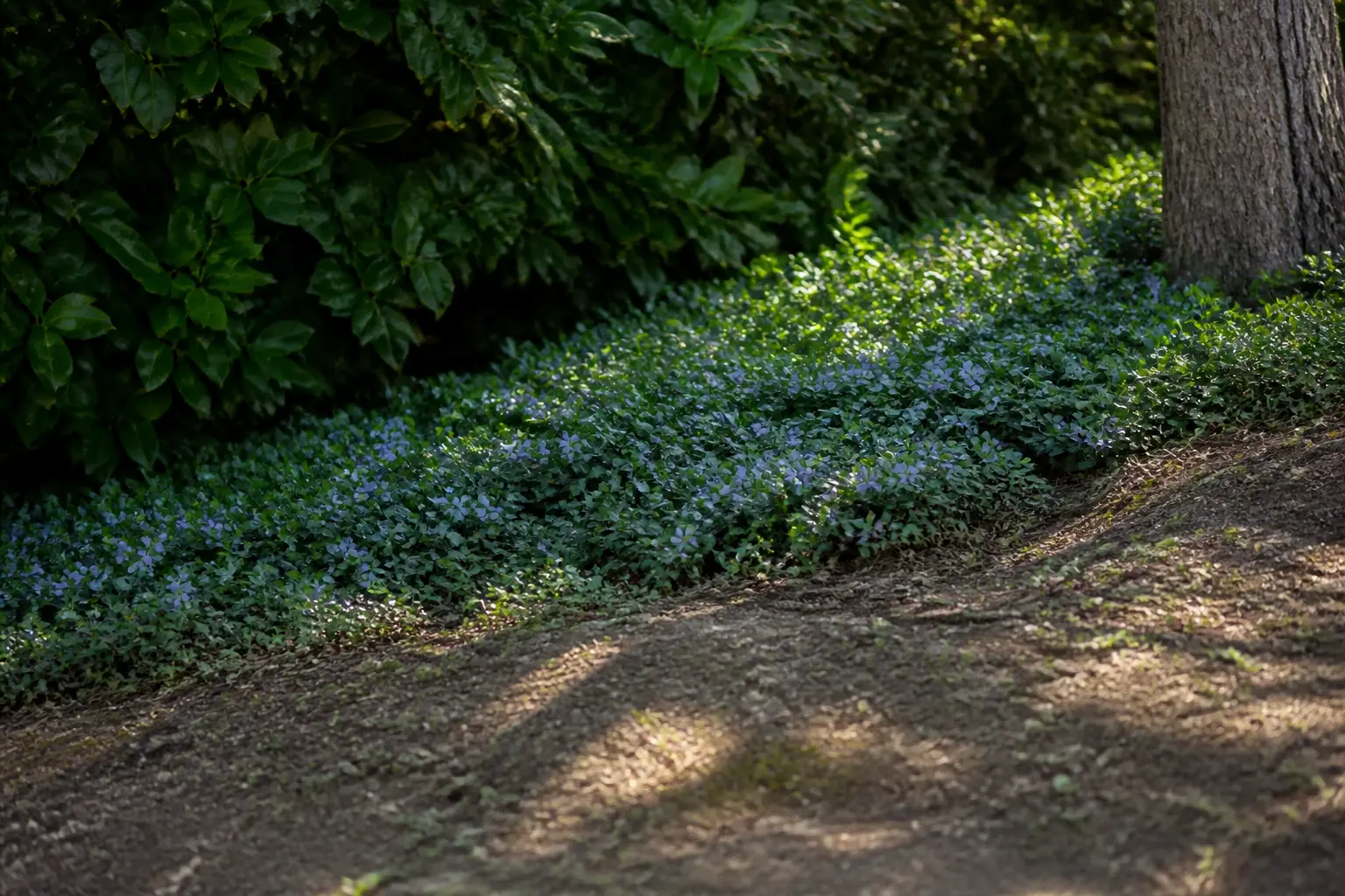 Pervenche en couvre-sol dense sous une haie, autour d’un tronc, limitant les mauvaises herbes