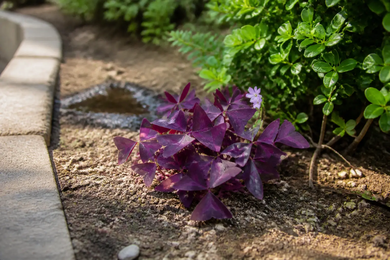Oxalis pourpre planté en sol léger et drainé, à mi-ombre, dans un massif extérieur