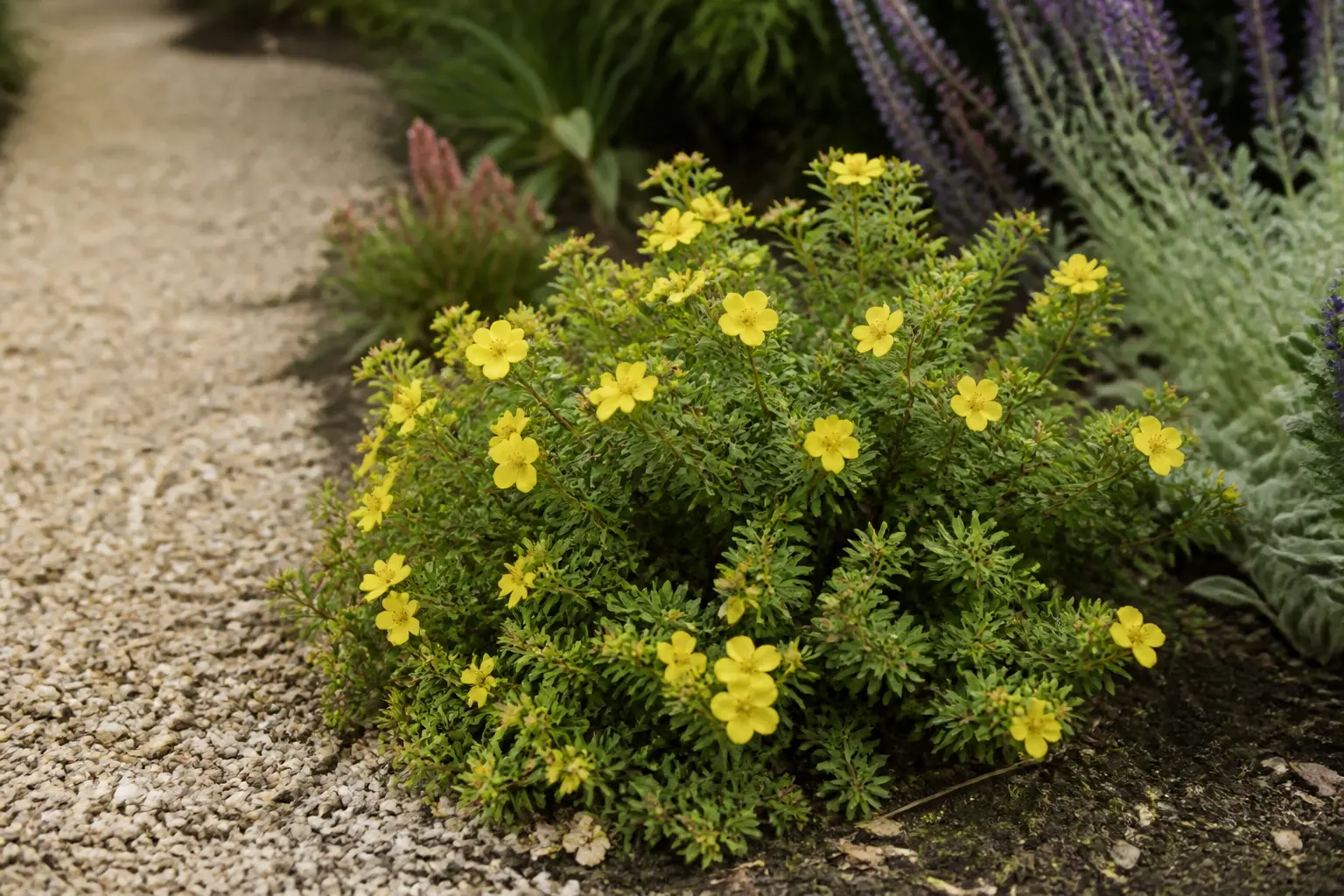 Potentille en fleurs jaunes dans une bordure de jardin près d’un chemin de gravier, vue rapprochée naturelle