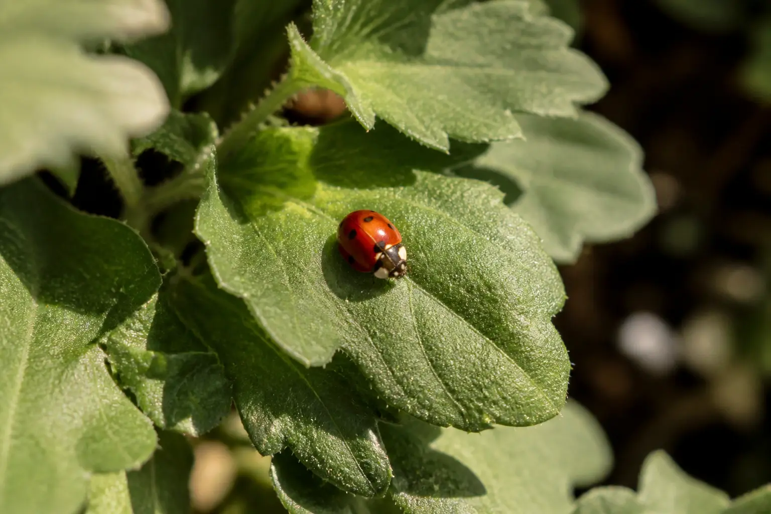 Coccinelle rouge sur une feuille dans un jardin ensoleillé, illustrant la signification coccinelle en gros plan naturel