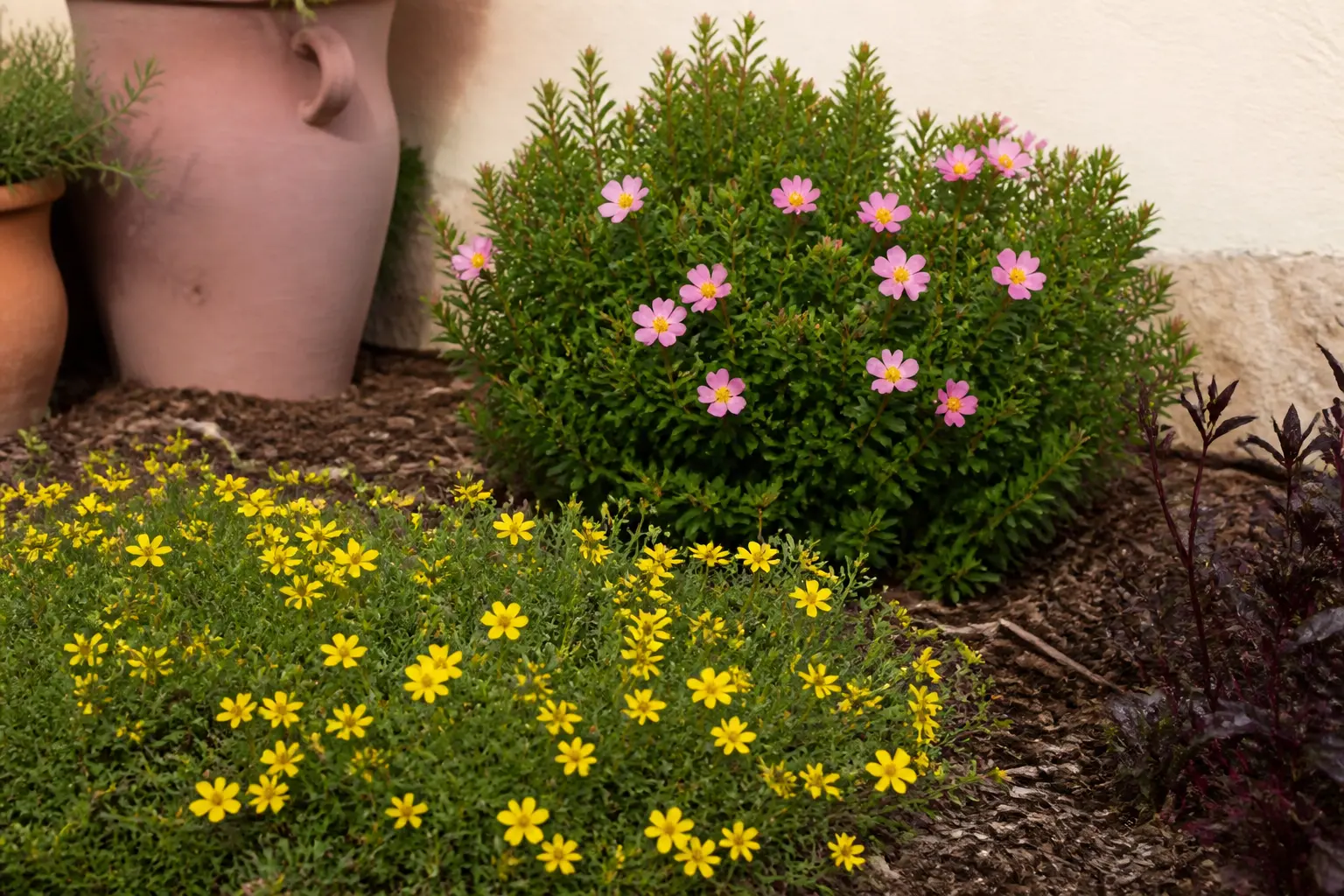 Potentille en massif : couvre-sol jaune au premier plan et petit arbuste fleuri en arrière-plan, jardin naturel.